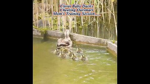 Clever baby ducks cheating 💡🐤 Outsmarting mom’s training in the cutest way!!!