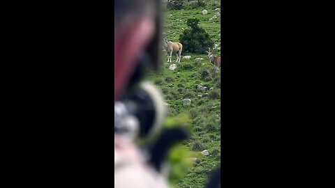 Big Eland Down |