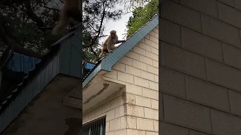 Funny monkey #39