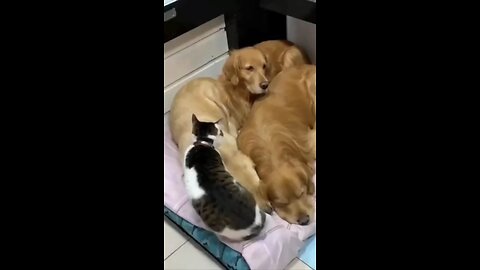 cat loves snuggles with dogs