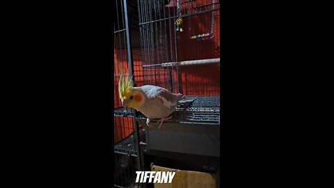 Angry Cockatiel