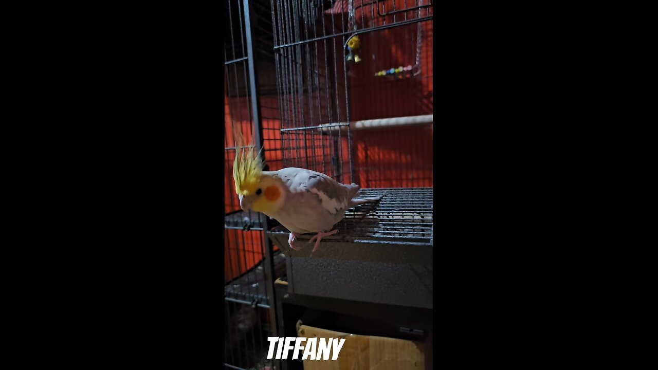 Angry Cockatiel