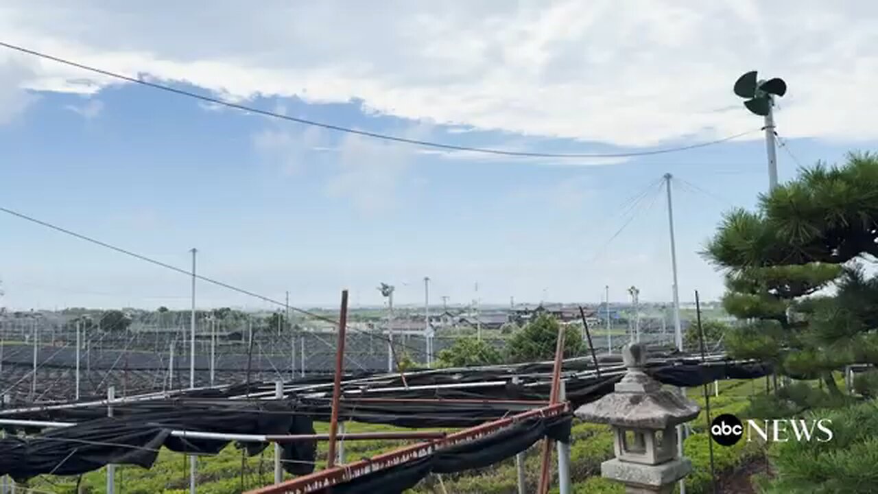 Japan’s_matcha_industry_faces_uncertainty_amid_Trump’s_tariffs