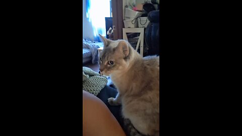 Casper #casper $vhpixie @vhpixie #cat #lovey