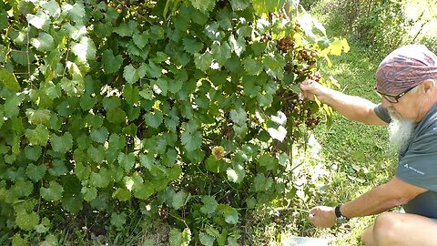 Grape Harvest 2025