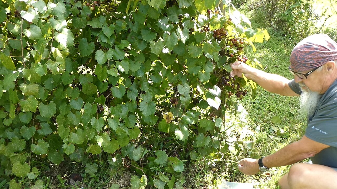 Grape Harvest 2025
