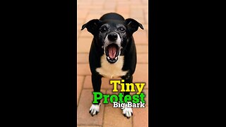 🐾 Tiny Protest, Big Bark Pepper demands justice… for under-snacked pups everywhere.