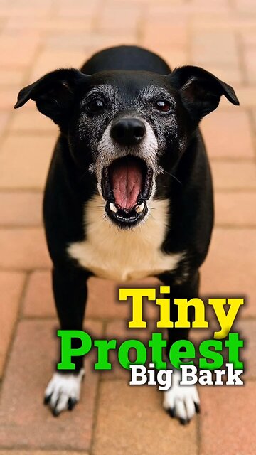 🐾 Tiny Protest, Big Bark Pepper demands justice… for under-snacked pups everywhere.