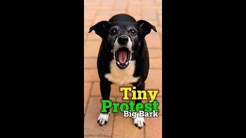 🐾 Tiny Protest, Big Bark Pepper demands justice… for under-snacked pups everywhere.