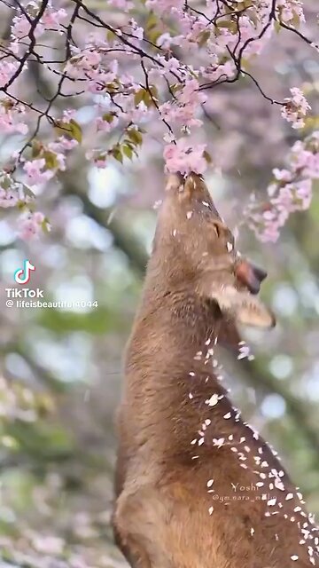 Life is beautiful, be kind always