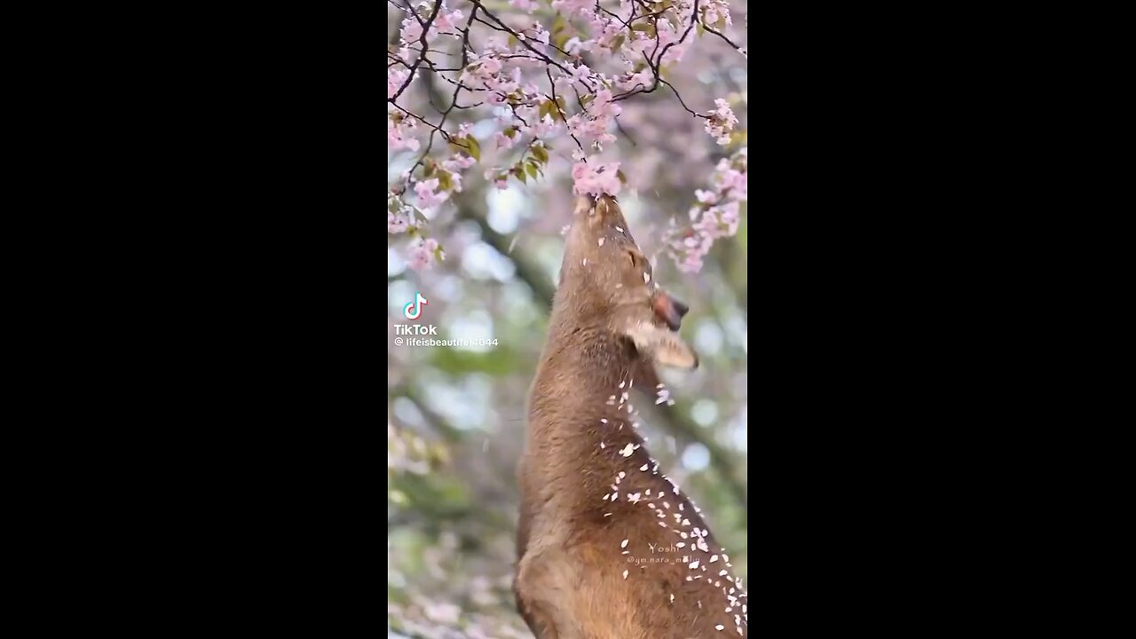 Life is beautiful, be kind always