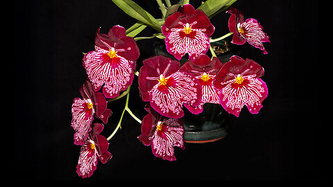 2025 June St. Augustine Orchid Society's Virtual Show Table