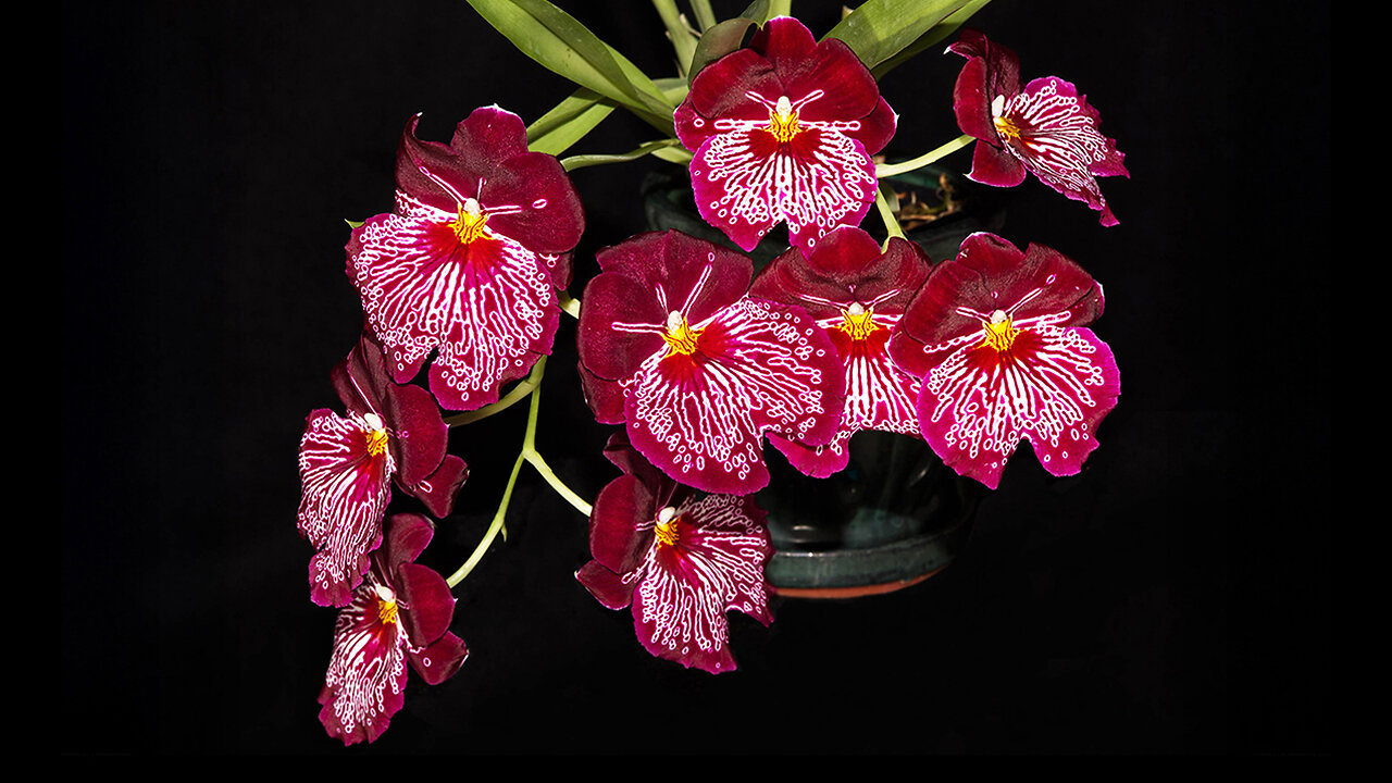 2025 June St. Augustine Orchid Society's Virtual Show Table