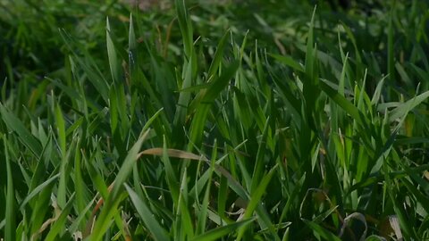 PRIMITIVE SURVIVAL, Consider Eating Nutritious Grass...Available Worldwide