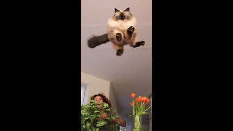 😍😍😽😻funny cat😍😍😽😻