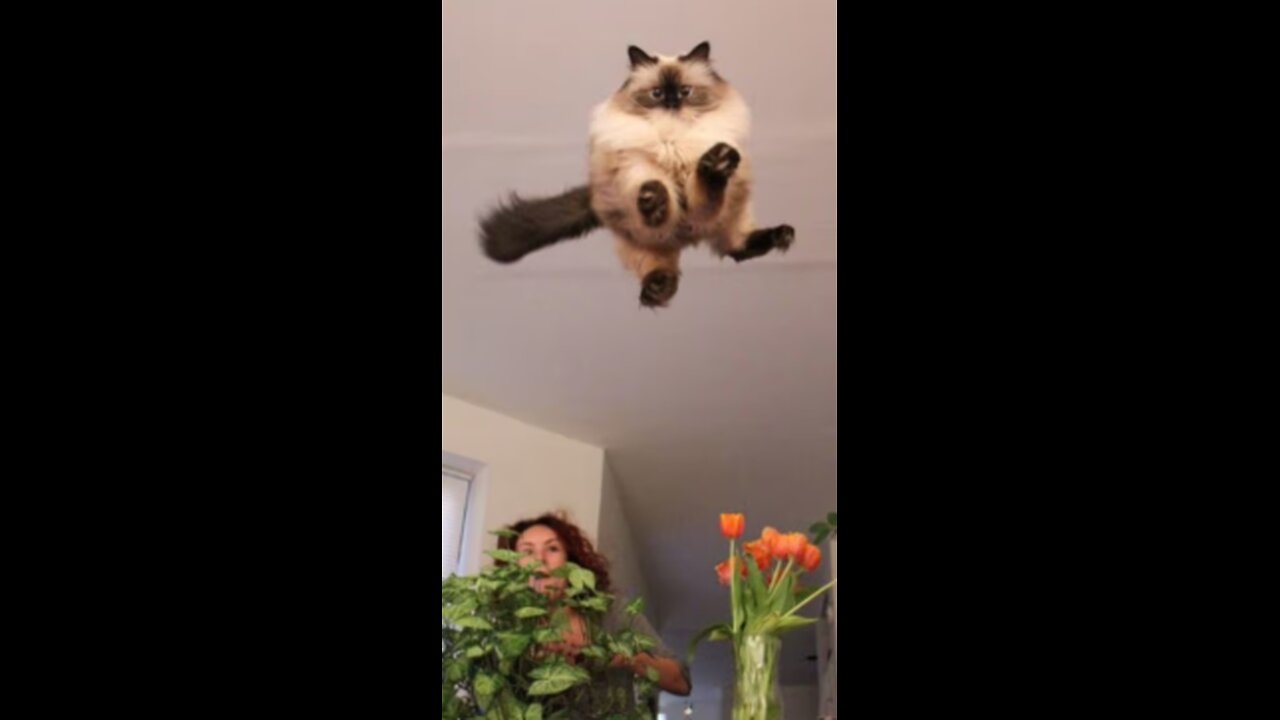 πππ½π»funny catπππ½π»