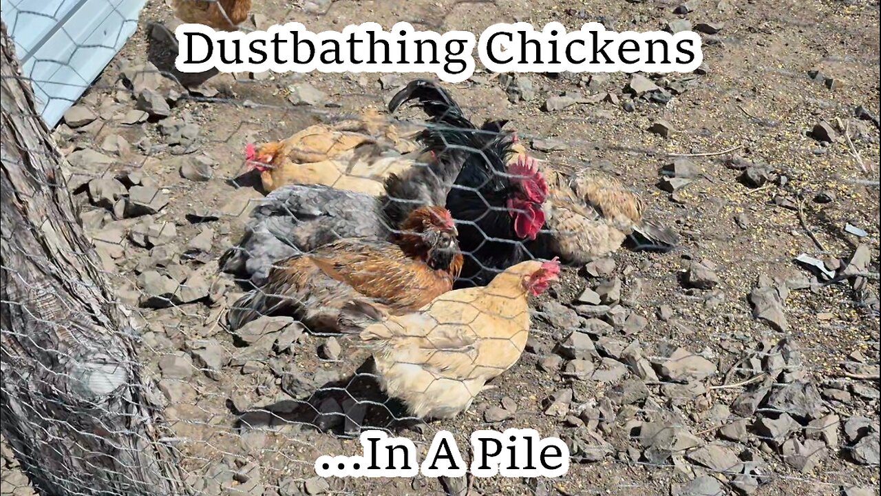 Chickens Dustbathing -NO SOUND-
