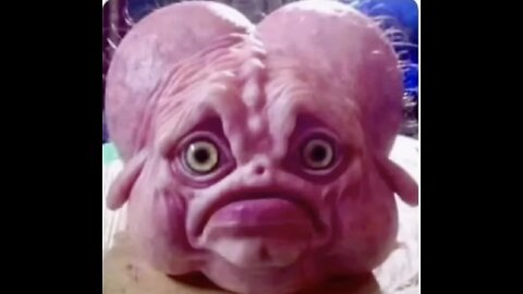 IT’S ALL OF THEM - SEXUALLY INVERTED - DIFFERENT FROM US !!!