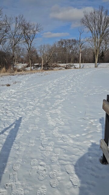 Proud Buck Prances into the Woods