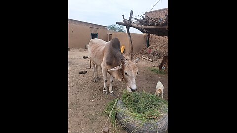 Bull for Bakra Eid in Pakistan