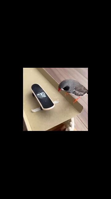 The bird showed a master class in skateboarding!