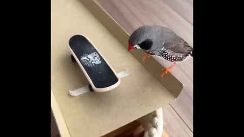 The bird showed a master class in skateboarding!