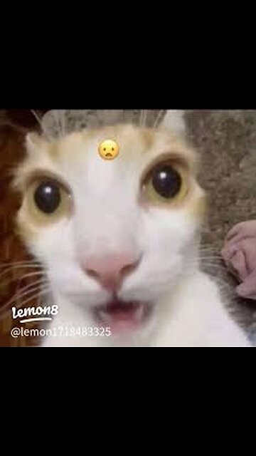 "You NEED to See These Cat Moments! 🐾😂"