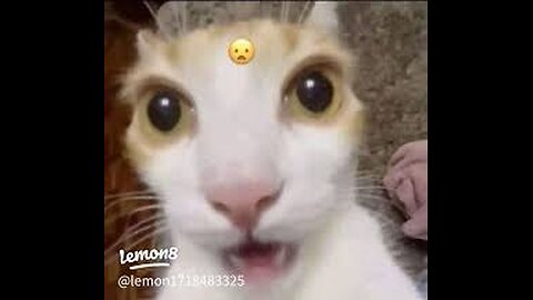 "You NEED to See These Cat Moments! 🐾😂"