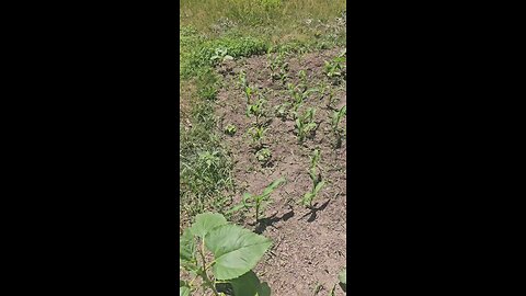 Artichoke Plants and more!