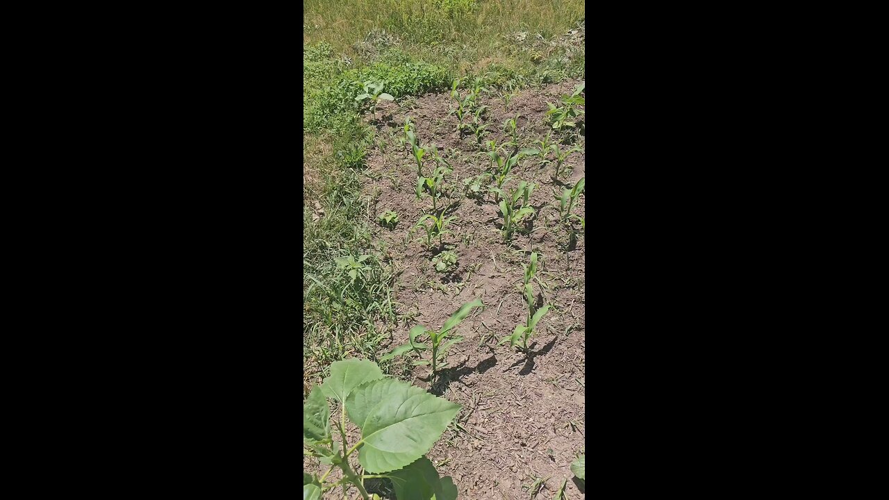 Artichoke Plants and more!