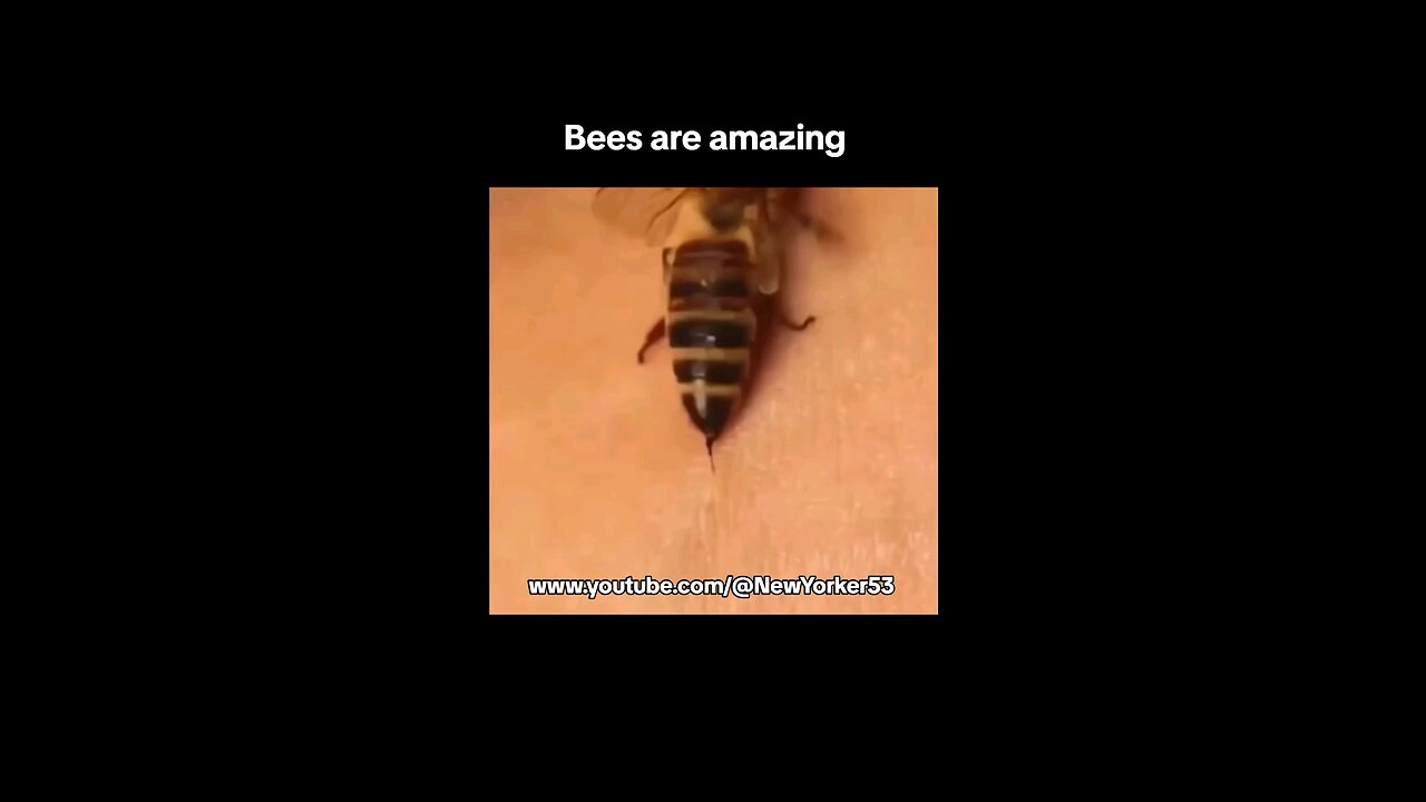 Bee stingers