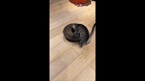 funny cat in home