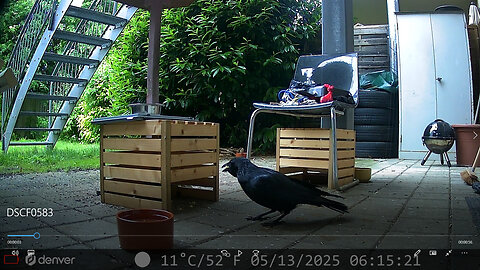 Carrion Crow coming for some egg - Rabenkrähe holt sich Rührei