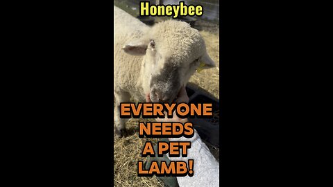 Everyone needs a cute, cuddly, super sweet pet lamb, like Honeybee.
