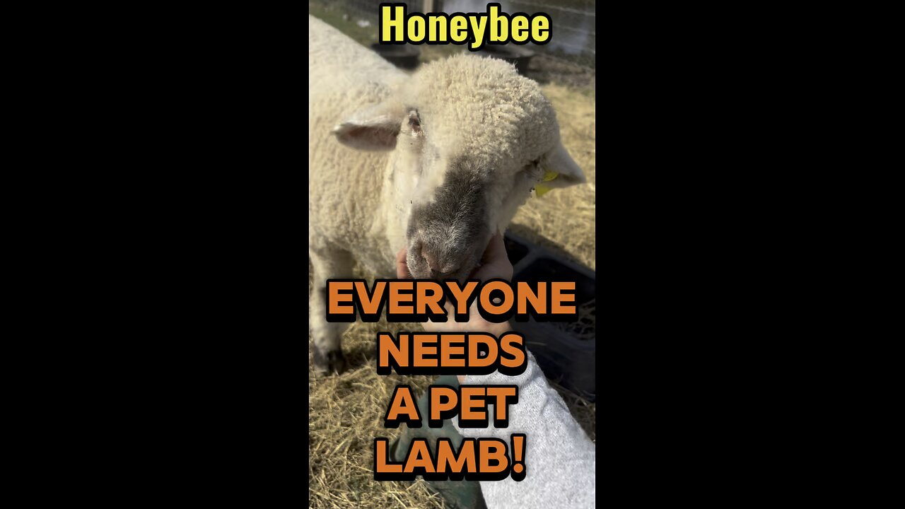 Everyone needs a cute, cuddly, super sweet pet lamb, like Honeybee.