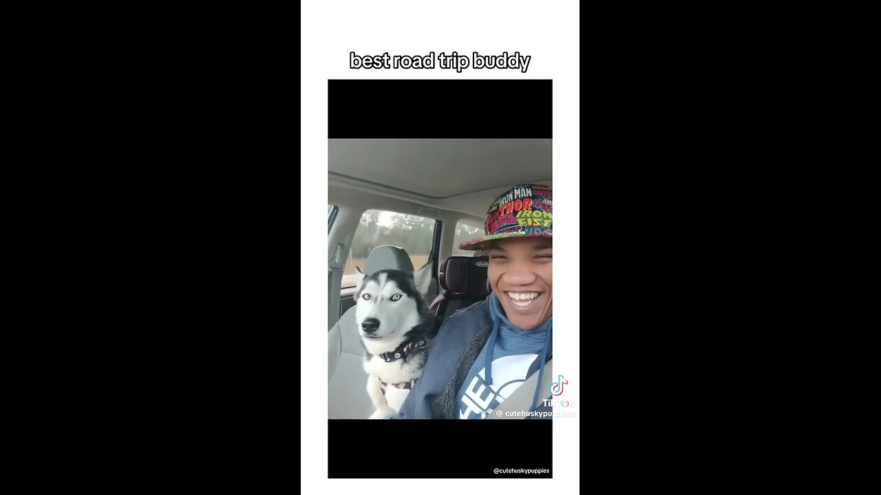 Funny Dog. Funny Video