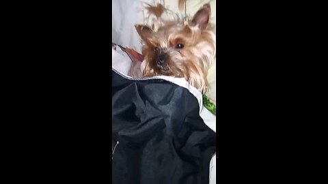 Funny Video"