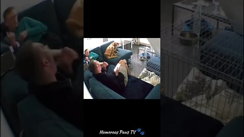 Funny animals 2024😂- Funniest Cats and Dogs Video😹🐶