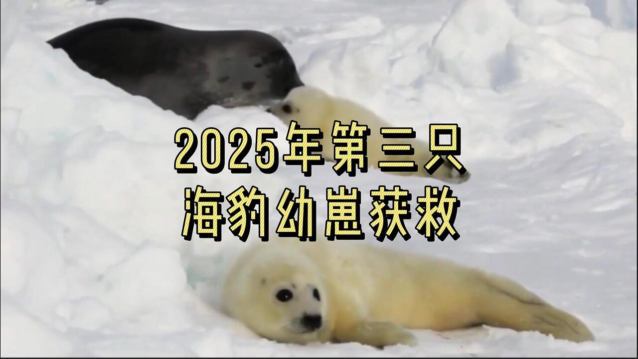 2025年第三只海豹幼崽获救