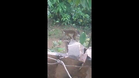 monkey in village