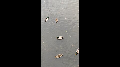 Mallard Ducks 🦆 #mallardducks #ducks #duck #followme #trending #viral #shorts