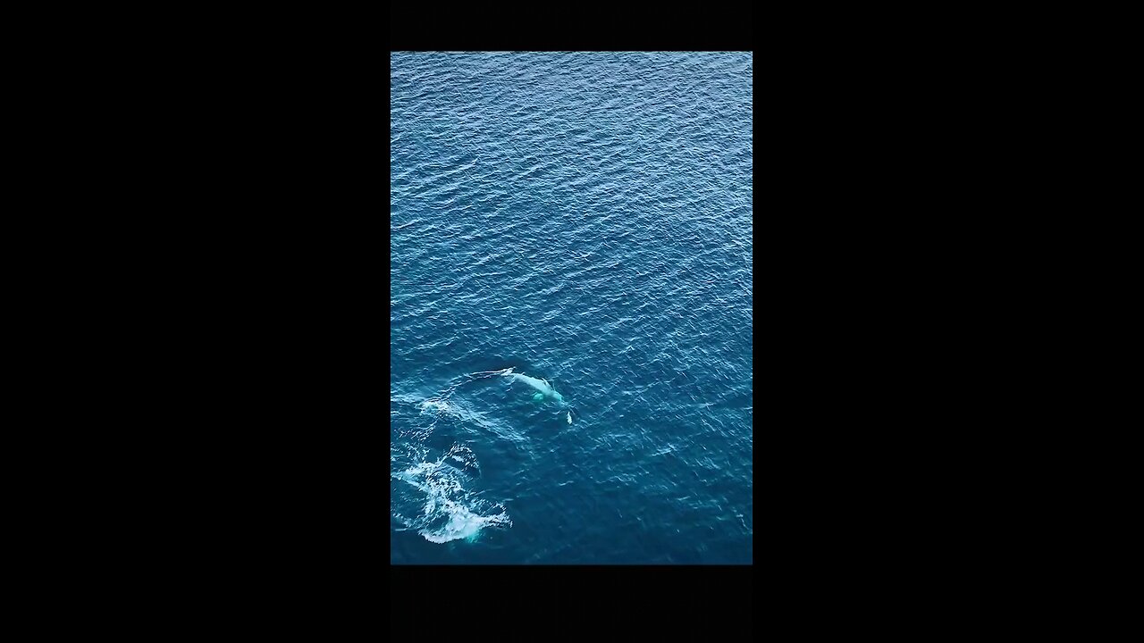Animal World PT 04