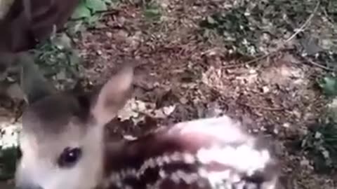 🐕‍🦺🪖 Ukraine Russia War | Russian Vostok Group Soldier Caring for Frontline Pets | RCF