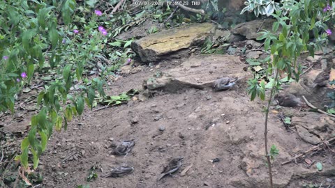 Sparrow Dust Bath