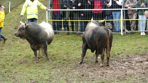 Golub od Bajre vs Kobra od Sabka i Seje Dar Mar 2025