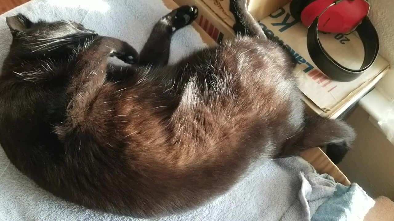 20250730 192828 Tux Twitching