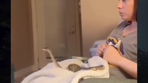 👻🔮 You Won't Believe What They Caught on Camera! #ghostlytoksa | TheHauntingHour