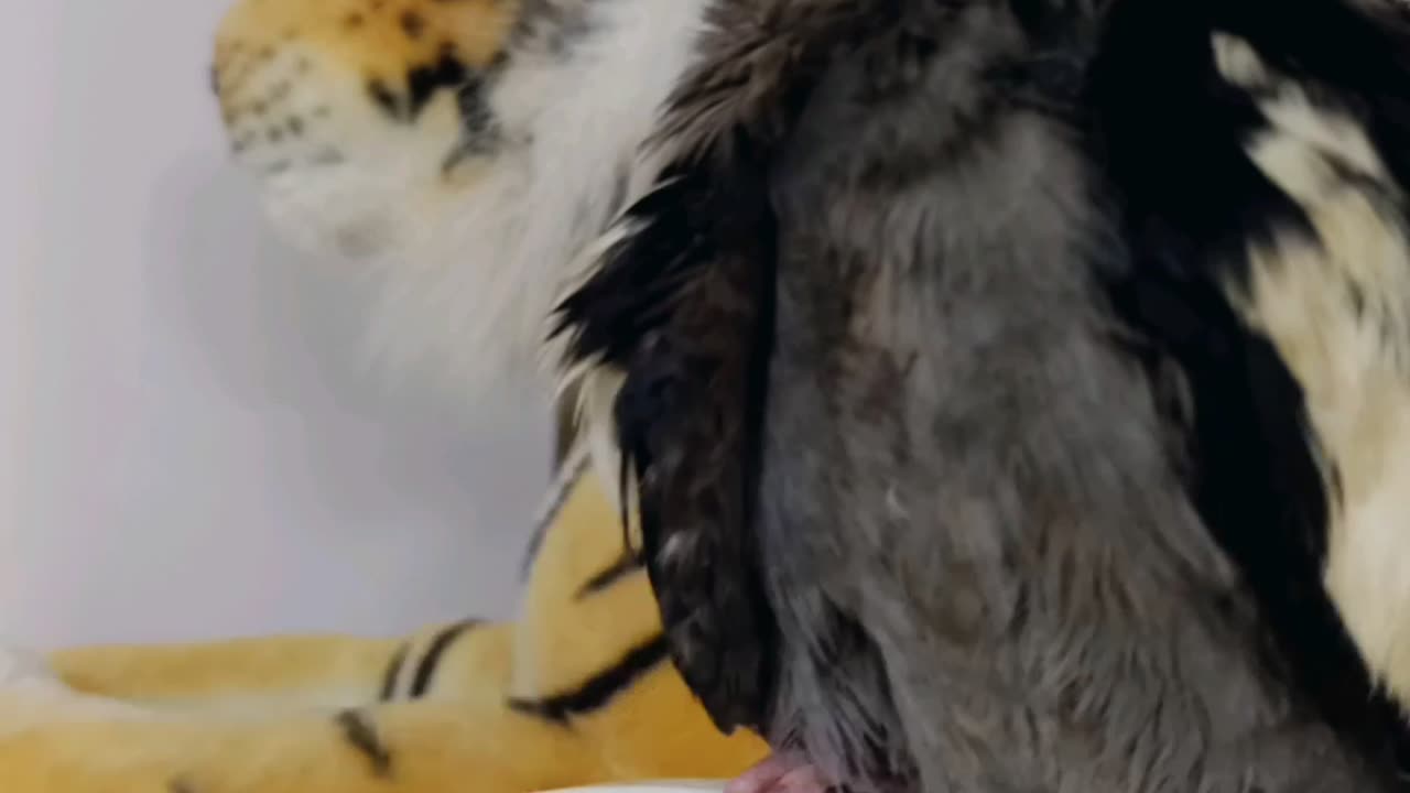 My photos with our tiger