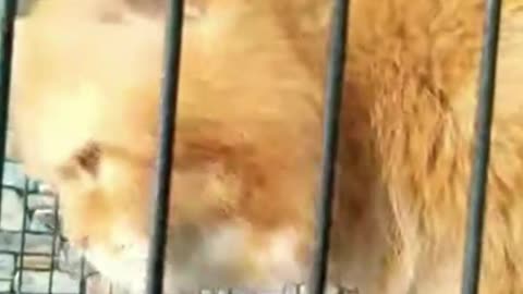 She Just Met Her Human… Then Saved Her Life 🐾