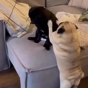 You can watch this forever! Funny Cats and Dogs!